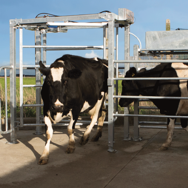 Milktech NZ Drafting Gate